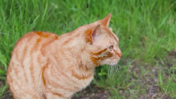 Αξιολάτρευτο ενηλίκων κόκκινο tabby γάτα γλείφει τα χείλη του — Αρχείο Βίντεο