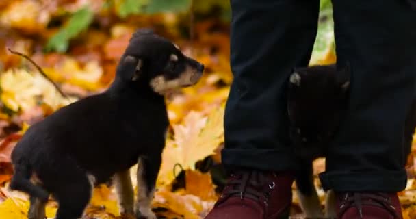 秋の紅葉の公園には可愛い黒い子犬たちが座っています。ホームレスの犬は通りを歩くのが楽しい。 — ストック動画