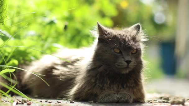 Adulto gris esponjoso gato con ojos amarillos se encuentra en el suelo y mira a su alrededor en el jardín de primavera — Vídeos de Stock
