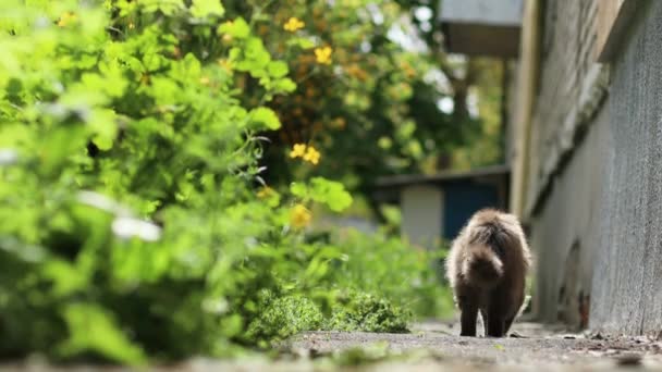 Grijze pluizige kat loopt langs het pad en gaat liggen om uit te rusten — Stockvideo