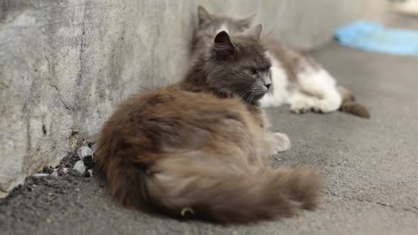 4k Взрослый серый пушистый кот с желтыми глазами лежит на траве и смотрит в камеру в весеннем саду, смешные домашние животные — стоковое видео