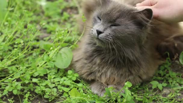 Vrouwenhand streelt een grijze kat. Liefde voor huisdieren en vriendschapsconcept. — Stockvideo