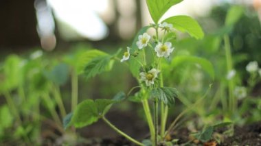 Bahçedeki güzel çilek çiçeği güneşli arka planda.