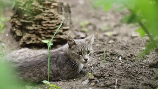 Söt grå fluffig katt med gröna ögon ligger på marken och tittar på kameran i vårträdgården, roliga husdjur — Stockvideo