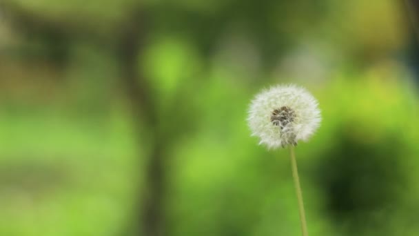 Dandelion with flying seeds outdoors in spring garden. Springtime. — Stock Video