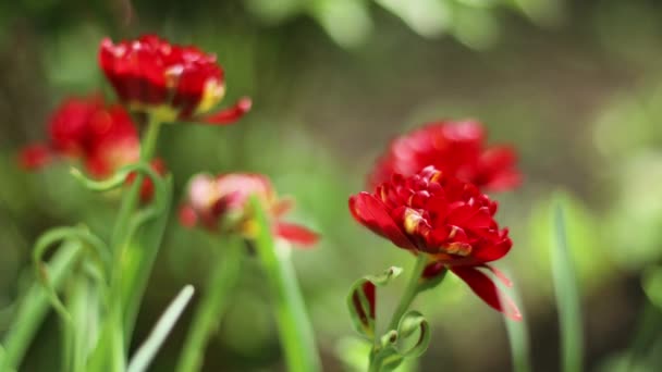 Tulip merah muda mekar di lapangan — Stok Video