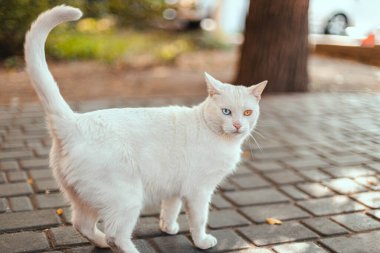 Farklı renkte gözleri olan beyaz bir kedi. Mavi ve sarı gözlü kızgın kedi yavrusu sokaktaki kameraya bakıyor. Sevimli hayvanlar, heterokromi..