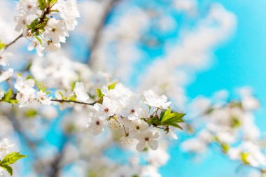 Güneşli bir gökyüzü arka planında doğanın güzel çiçekli ve soyut arkaplanı.