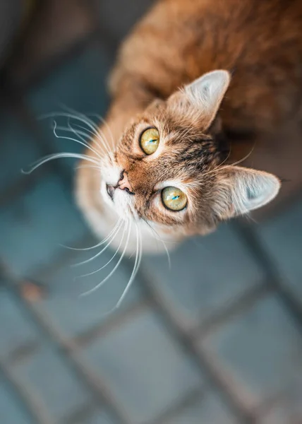 Un adorable chat roux avec une longue moustache et des yeux jaune vif lève les yeux. — Photo