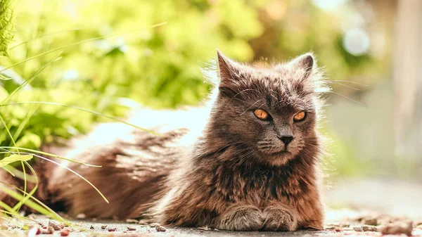 Chat gris moelleux avec des yeux jaunes dans la nature et regarde autour dans le jardin de printemps — Photo