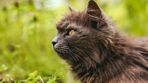 Portrait d'un chat gris moelleux aux yeux jaunes dans la nature et regarde autour dans le jardin de printemps — Photo