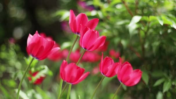 Jasné růžové a žluté tulipány kvetoucí na hřišti. Veřejná květinová zahrada, tulipány na jaře — Stock video