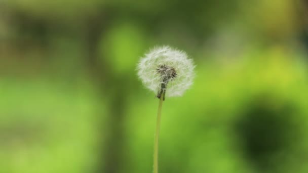 봄 정원에서 바람에 날리는 민들레 식물의 근접 사진. — 비디오