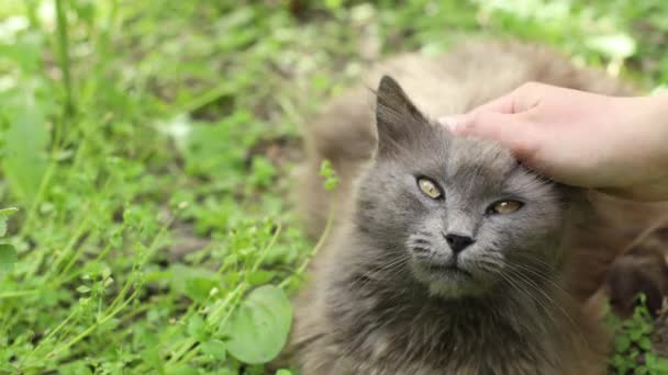 Una mujer está acariciando a un divertido gato gris esponjoso. El gatito está sentado en la hierba verde. — Vídeos de Stock