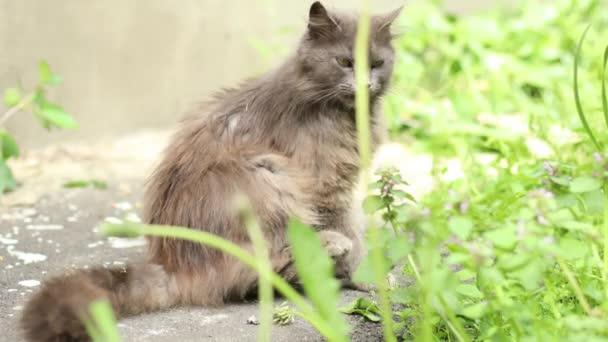 Γκρι tabby γάτα κάθεται στο πράσινο λιβάδι σε εξωτερικούς χώρους στη φύση αναζητούν και πλένει. Όμορφη χαριτωμένη γάτα που κάνει ηλιοθεραπεία — Αρχείο Βίντεο