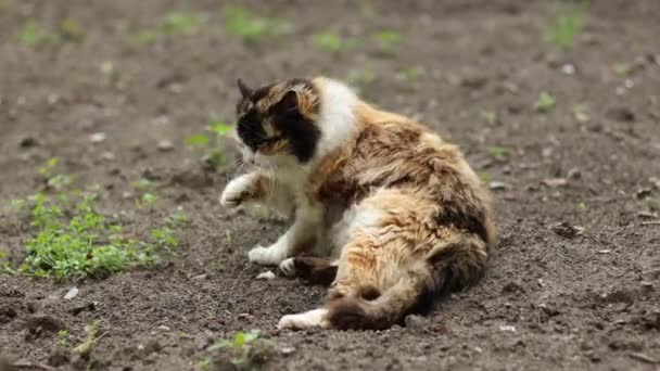 Katt grooming sig rengöra sin päls på marken i trädgården — Stockvideo