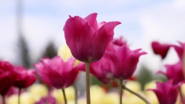 Bahçede bulutlu bir gökyüzüne karşı pembe lalelerle güzel doğal bahar sahnesi