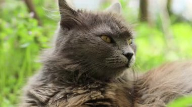 Sarı gözlü, pofuduk gri bir kedinin portresi bahar bahçesine bakıyor.