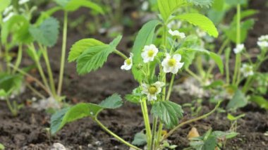 Bahçedeki güzel çilek çiçeği güneşli arka planda.