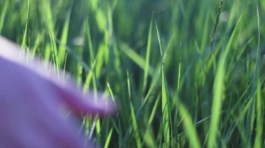 Güneşli bir yaz gününde parkta, tarladaki buğdaya dokunan eli kapat.