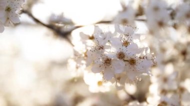 Güneşli bir günde şeritli arı, kiraz çiçeklerini tozlaştırır. Bahar pembe çiçekleri arka planda