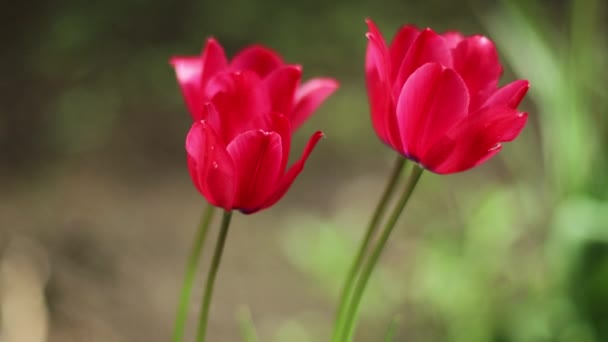 Brillantes hermosos tulipanes rosados y amarillos floreciendo en el campo. Jardín público de flores, tulipanes en primavera — Vídeo de stock