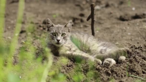 Yeşil gözlü sevimli gri tüylü kedi yerde yatıyor ve bahar bahçesindeki kameraya bakıyor, komik evcil hayvanlar. — Stok video