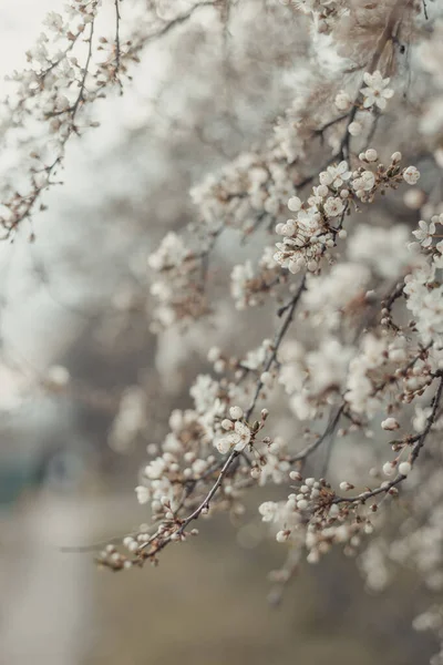 Belle bannière de printemps cosmos ou fond horizontal avec de délicates fleurs de cerisier en fleurs sur fond bokeh pastel. Romantique, espace de copie. — Photo
