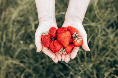 Kadın eli sıkıca tutun ve taze çilek toplayın. Olgun sulu çilek tutan kadın elleri.