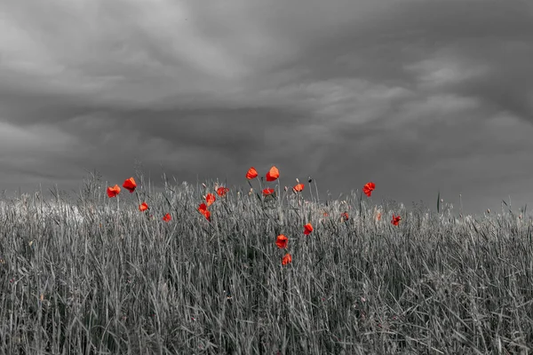 野原に赤いケシの花が咲く美しい自然背景 — ストック写真