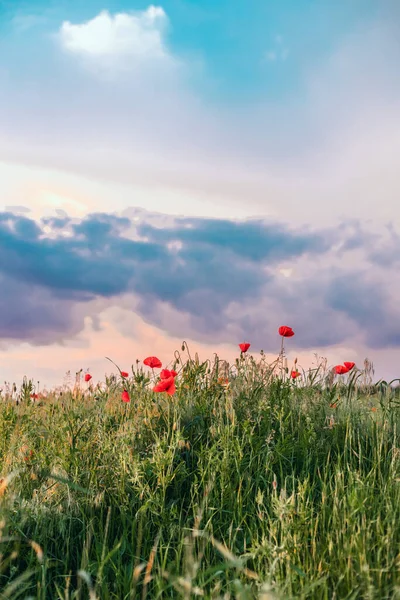 落日下 战场上的红罂粟 有选择的焦点 在黄昏的大自然中 一片片红罂粟 美丽的日落天空 自然天空背景 — 图库照片