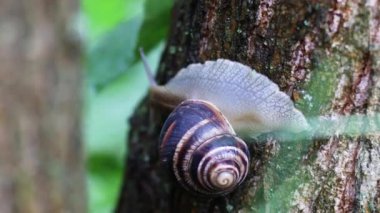 Yenilebilir salyangoz ya da salyangoz. Bahçedeki ağaçtaki büyük salyangoz. Salyangoz ıslak ahşap dokunun üzerinde süzülür..