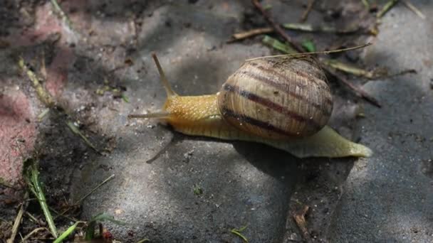 Más caracol Achatina con concha marrón y tentáculos arrastrándose en el suelo seco en el parque — Vídeo de stock