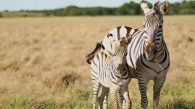 Güney Afrika savanasında zebra anne ve küçük bebeğe yakın durun. Çizgili siyah beyaz yün hayvan