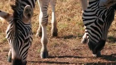 Şeritli vahşi zebralar güneşli bir günde bozkırda otlar, ot yerler ve Afrika Ulusal Parkı ormanlarında yürürler.