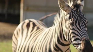 Ulusal Park 'ta genç bebek zebra