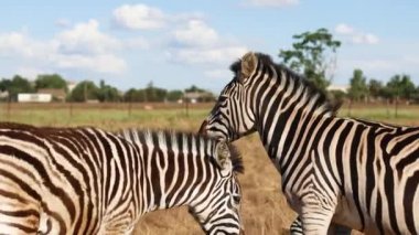 Afrikalı zebralar, sıcak bozkırda güneşin altında durup kuyruklarını sallıyorlar. Afrika safarisi