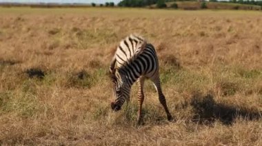 Yavru zebra tarlanın ortasında tek başına duruyor. Beyaz ve siyah çizgili vahşi bir at.