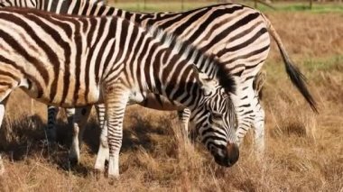 Zebra doğal ortamında yürüyor. Afrikalı zebralar dururlar ve kuyruklarını sallarlar sıcak bozkırda parlak güneşin altında.