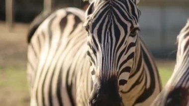 Afrika zebraları sıcak savanada parlak güneşin altında dururlar. Afrika safarisi. Beyaz ve siyah çizgili vahşi at.