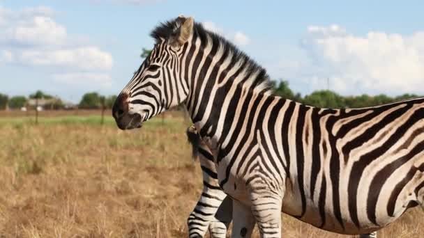 Afrikaanse zebra 's staan en kwispelen hun staart in de felle zon midden op het veld, wild paard met witte en zwarte strepen — Stockvideo