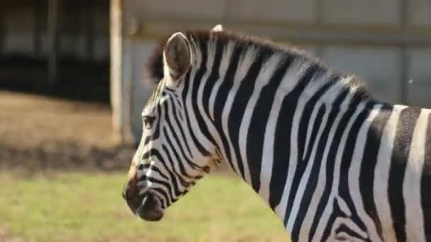 Wildes Zebra steht, kaut und sieht sich um, während andere Zebras spazieren gehen — Stockvideo