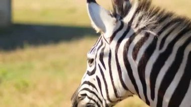 Afrika zebraları sıcak savanada parlak güneşin altında dururlar. Afrika safarisi