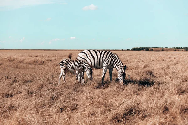 Ciężarna Zebra Jej Dziecko Spacerują Stepie Jedzą Trawę Słoneczny Dzień — Zdjęcie stockowe