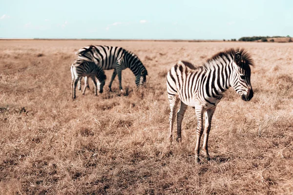 Terhes Zebra Kisbabája Sétálnak Sztyeppén Füvet Esznek Napsütéses Napon Vadló — Stock Fotó