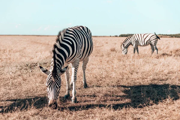 Schöne Zebras Spazieren Beim Essen Durch Den Nationalpark — Stockfoto