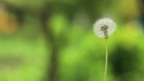 Dente-de-leão com sementes voadoras ao ar livre no jardim da primavera. — Vídeo de Stock