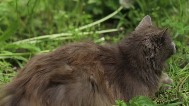 Retrato de un gato gris esponjoso con ojos amarillos en la naturaleza y mira a su alrededor en el jardín de primavera — Vídeos de Stock