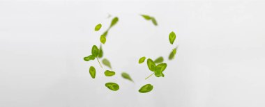 Random flying fresh green clover leaves isolated on white background.