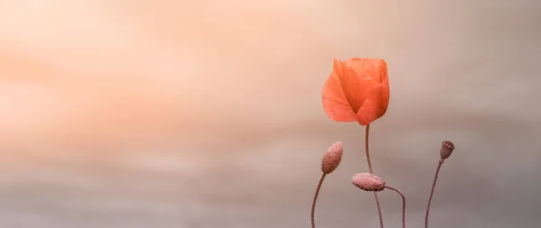 美丽的自然背景，红色罂粟花。怀念的日子，老兵的日子，恐怕我们忘记了概念 — 图库照片